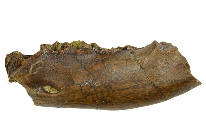 Cretaceous Fossil Mammal Jaw Section - Wyoming #379751